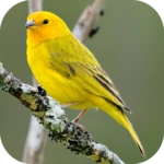 Logo of Song of Canaries android Application 